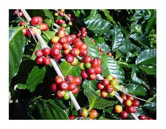 Sudan In Uganda To Asertain Coffee For Export coffee