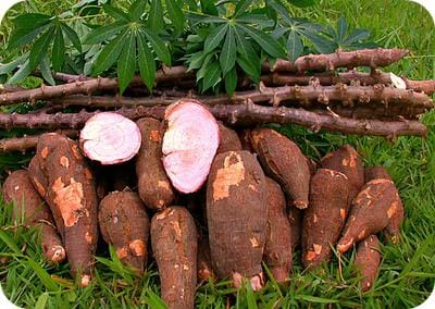 cassava photo
